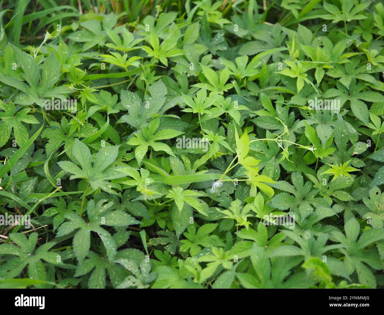 Luppolo giapponese (Humulus Scandens) Foto Stock