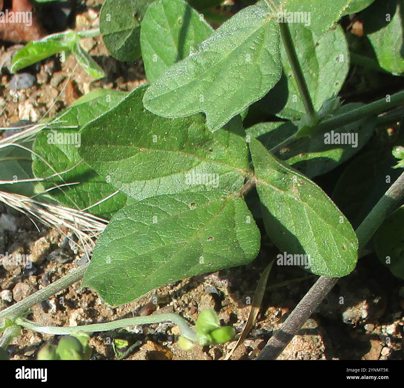 Fagiolo viola (Macroptilium atropurpureum) Foto Stock
