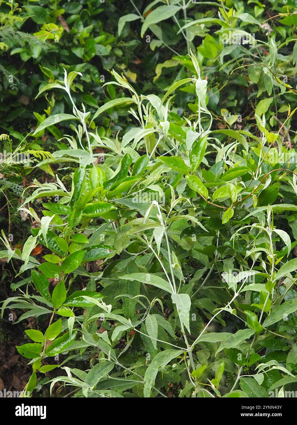 Farfalla asiatica (Buddleja asiatica) Foto Stock