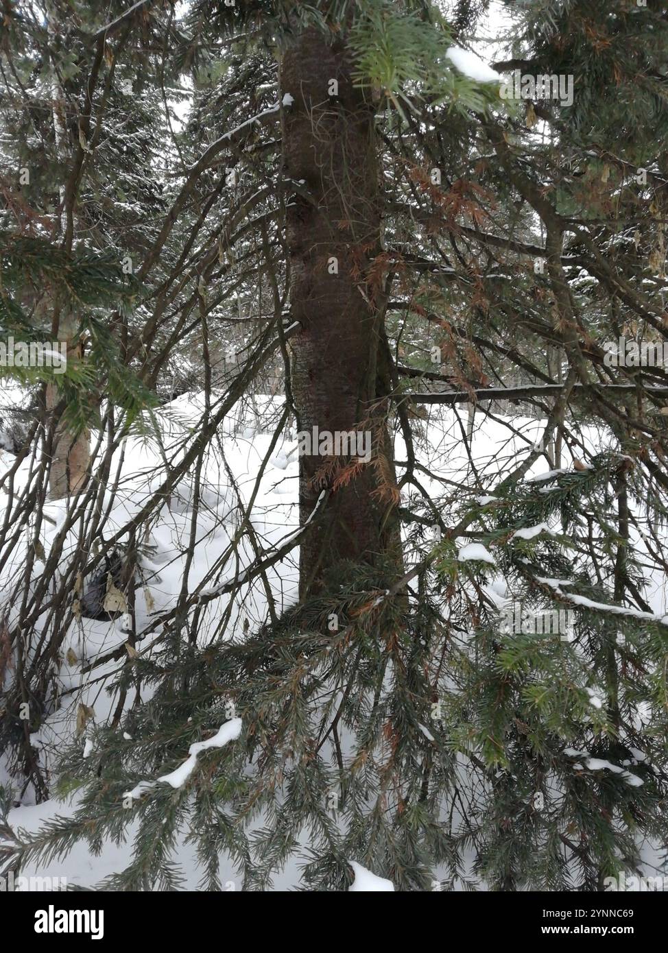 Abete siberiano (Abies sibirica) Foto Stock