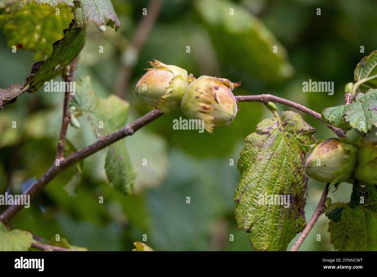 Le nocciole giovani (filbert, kobnuss) crescono sull'albero. Nocciola verde proveniente da aziende agricole biologiche. Nocciole o cocco con foglie in giardino. La conce Foto Stock