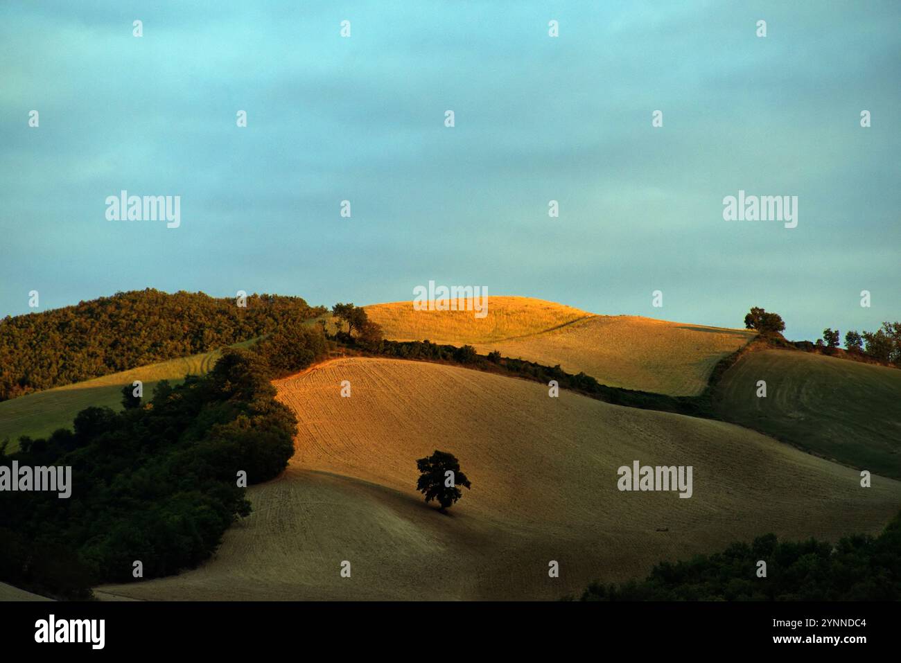 Albero in un campo arato su una collina nell'ora d'oro Foto Stock