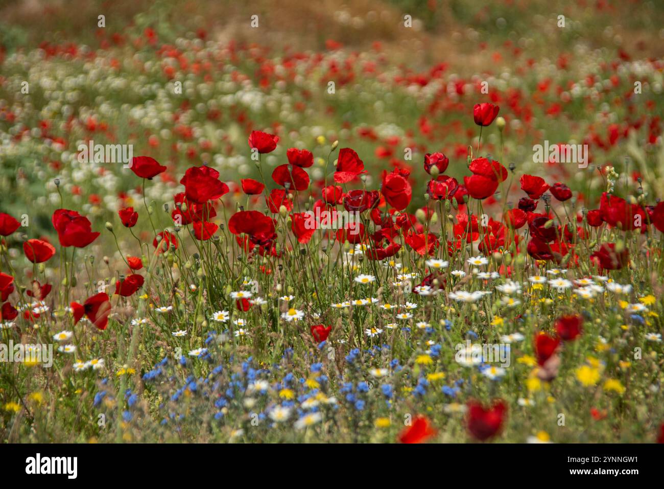 Vivaci papaveri rossi selvatici e altri fiori primaverili che crescono tra le rovine romane di Heiropolis nel sud della Turchia. Foto Stock