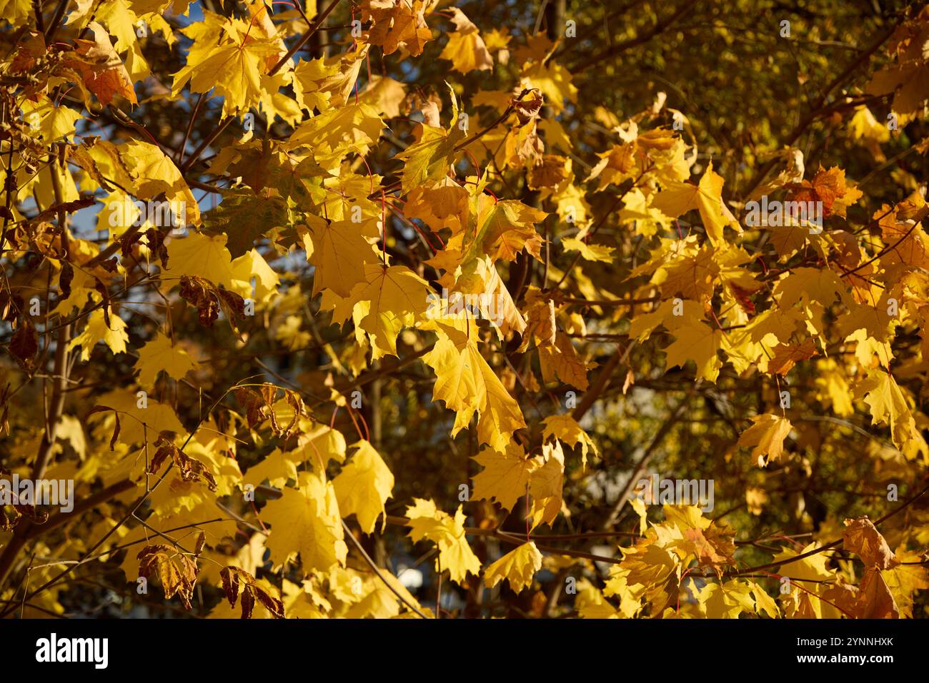 Scopri le vivaci e belle foglie autunnali nelle splendide tonalità dorate della natura Foto Stock