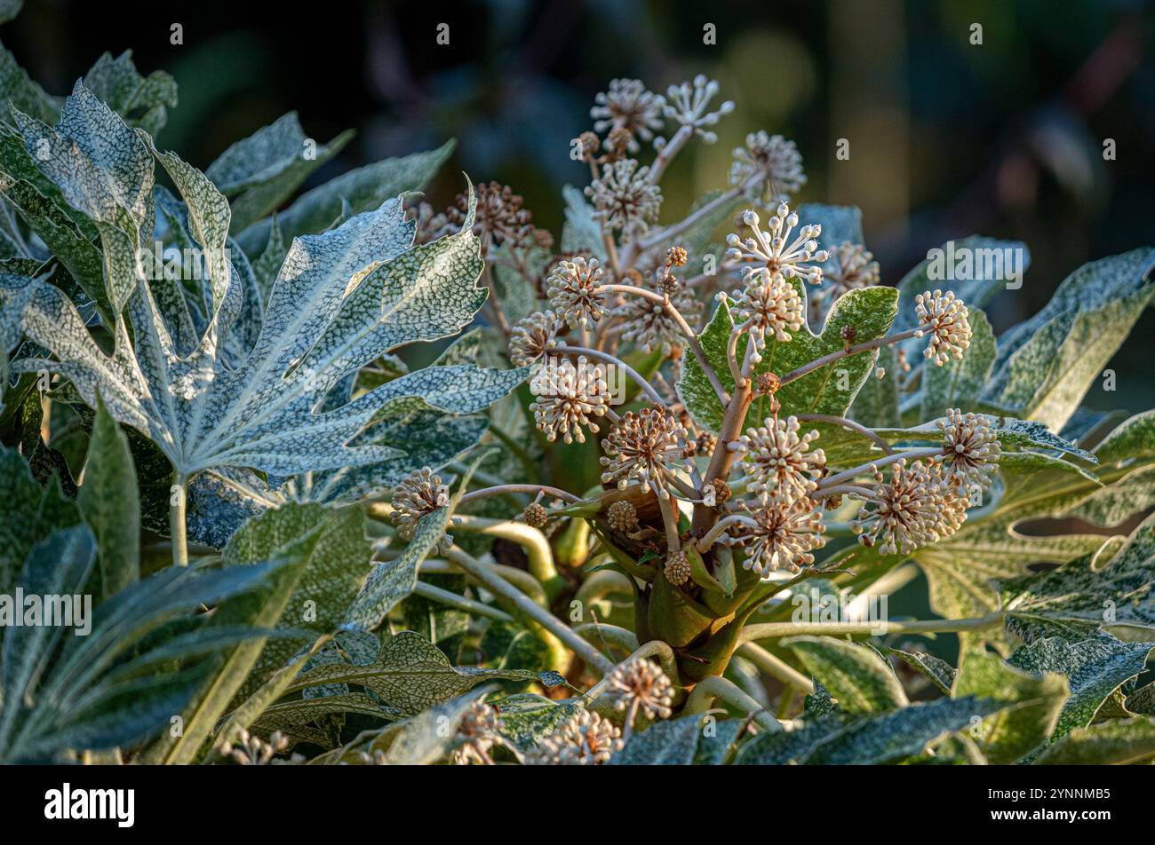 Fatsia japonica "Spiders Web" con i suoi ammassi di fiori globulari bianchi che crescono in un giardino del Regno Unito. Foto Stock