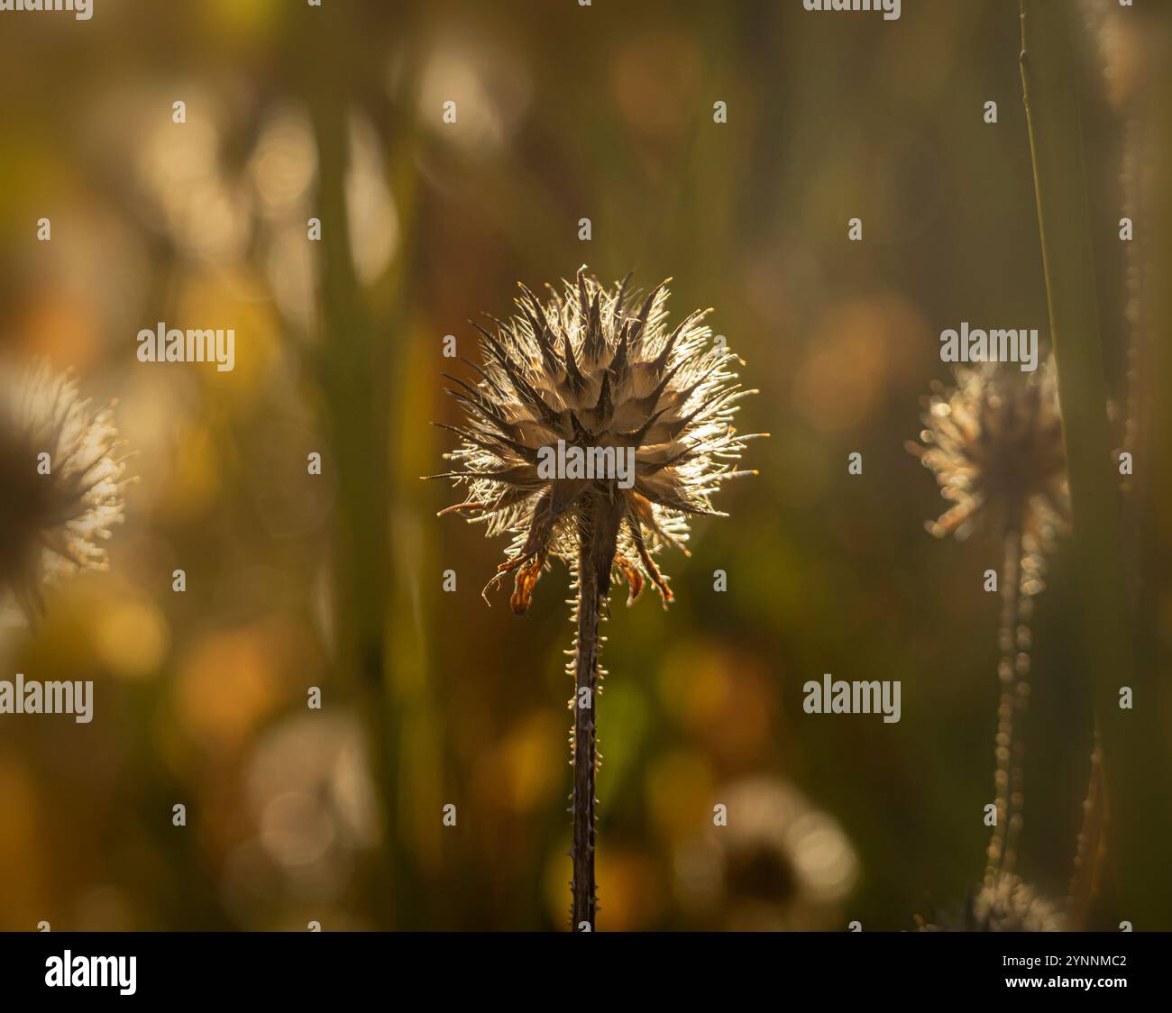 La testa sferica di semi di echinacea si staglia contro il sole invernale in un giardino inglese. Foto Stock