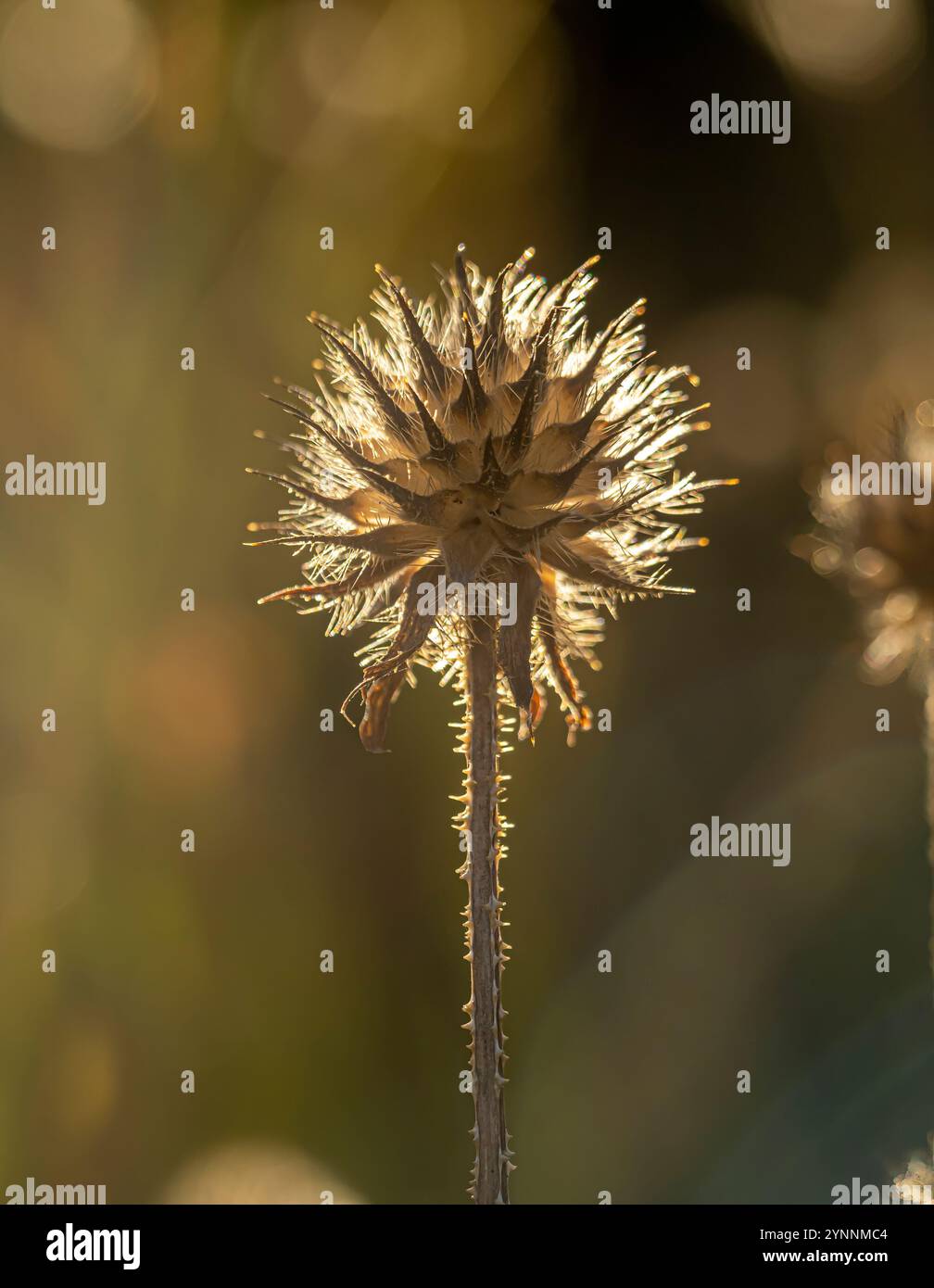 La testa sferica di semi di echinacea si staglia contro il sole invernale in un giardino inglese. Foto Stock