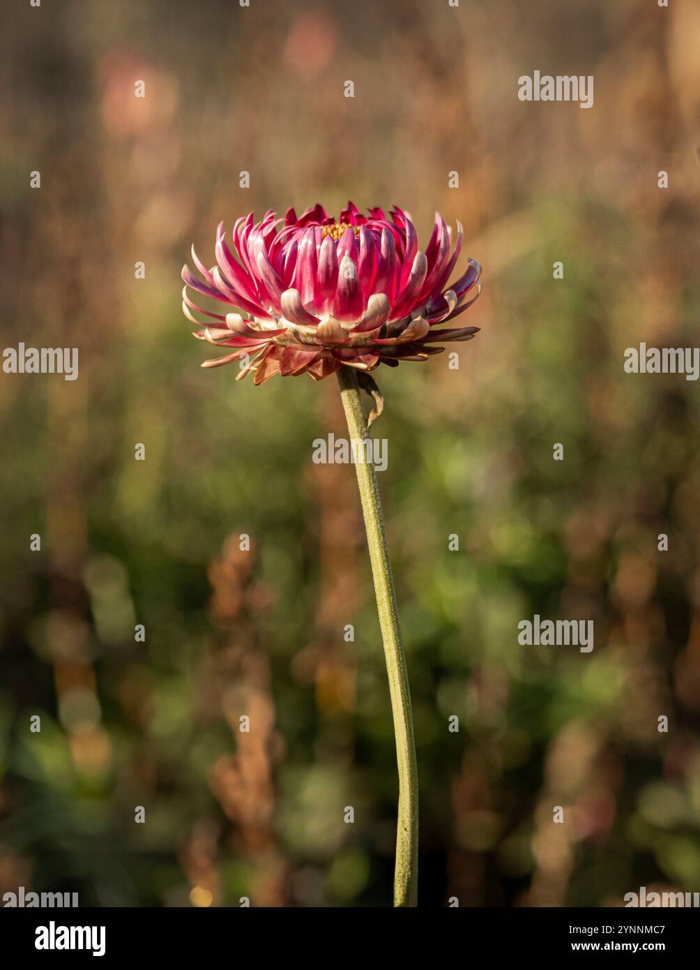 Vista laterale di un singolo fiore rosa (Xerochrysum bracteatum) al sole d'inverno Foto Stock