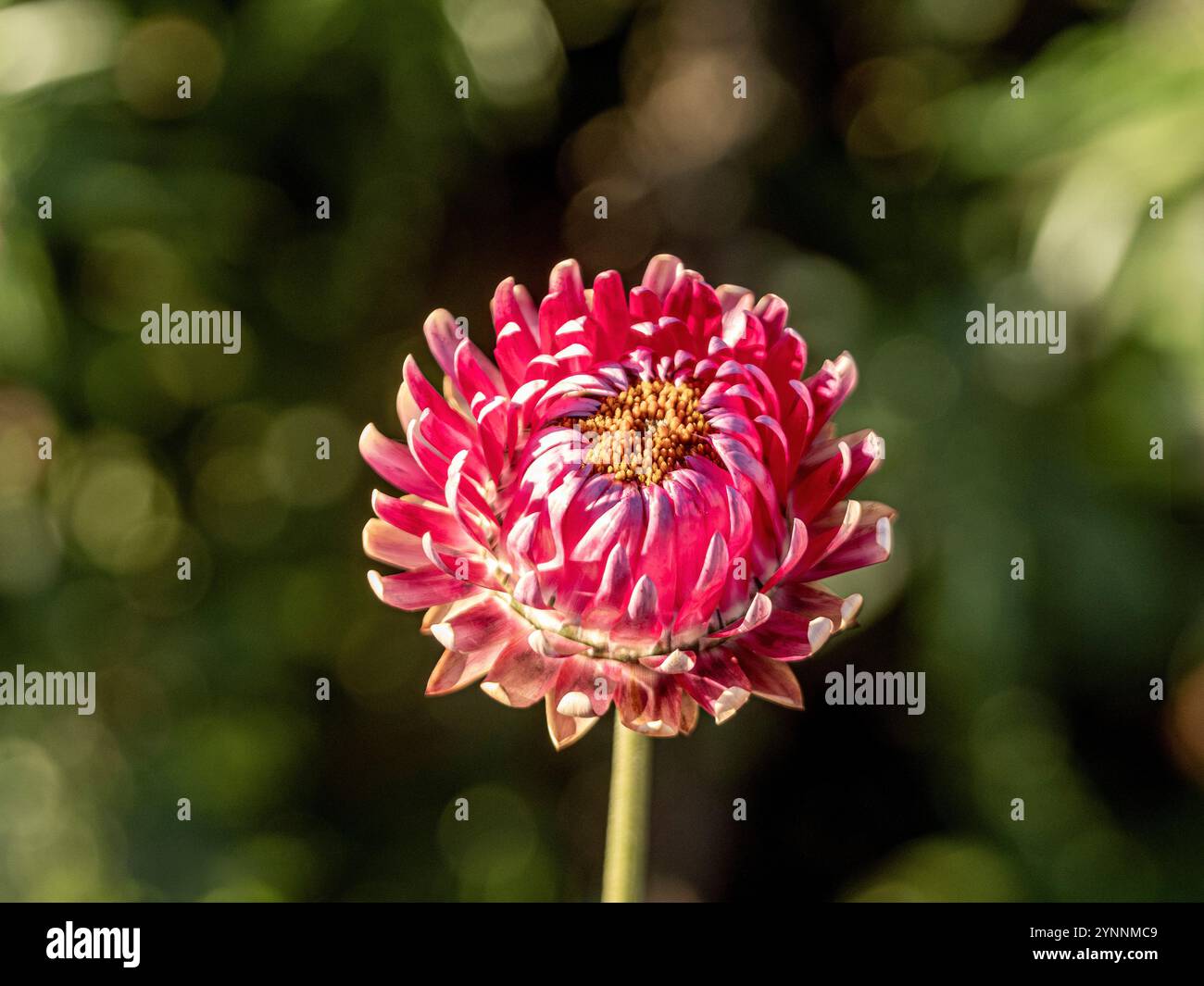 Fiore rosa singolo (Xerochrysum bracteatum) al sole d'inverno Foto Stock