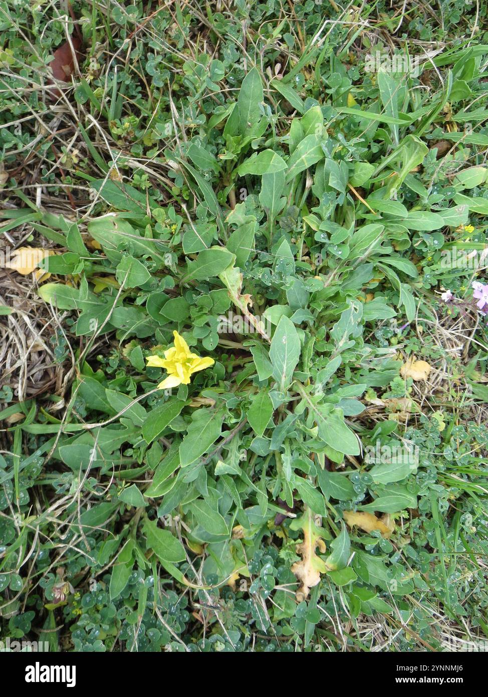 Prisma serale in spiaggia (Oenothera drummondii) Foto Stock