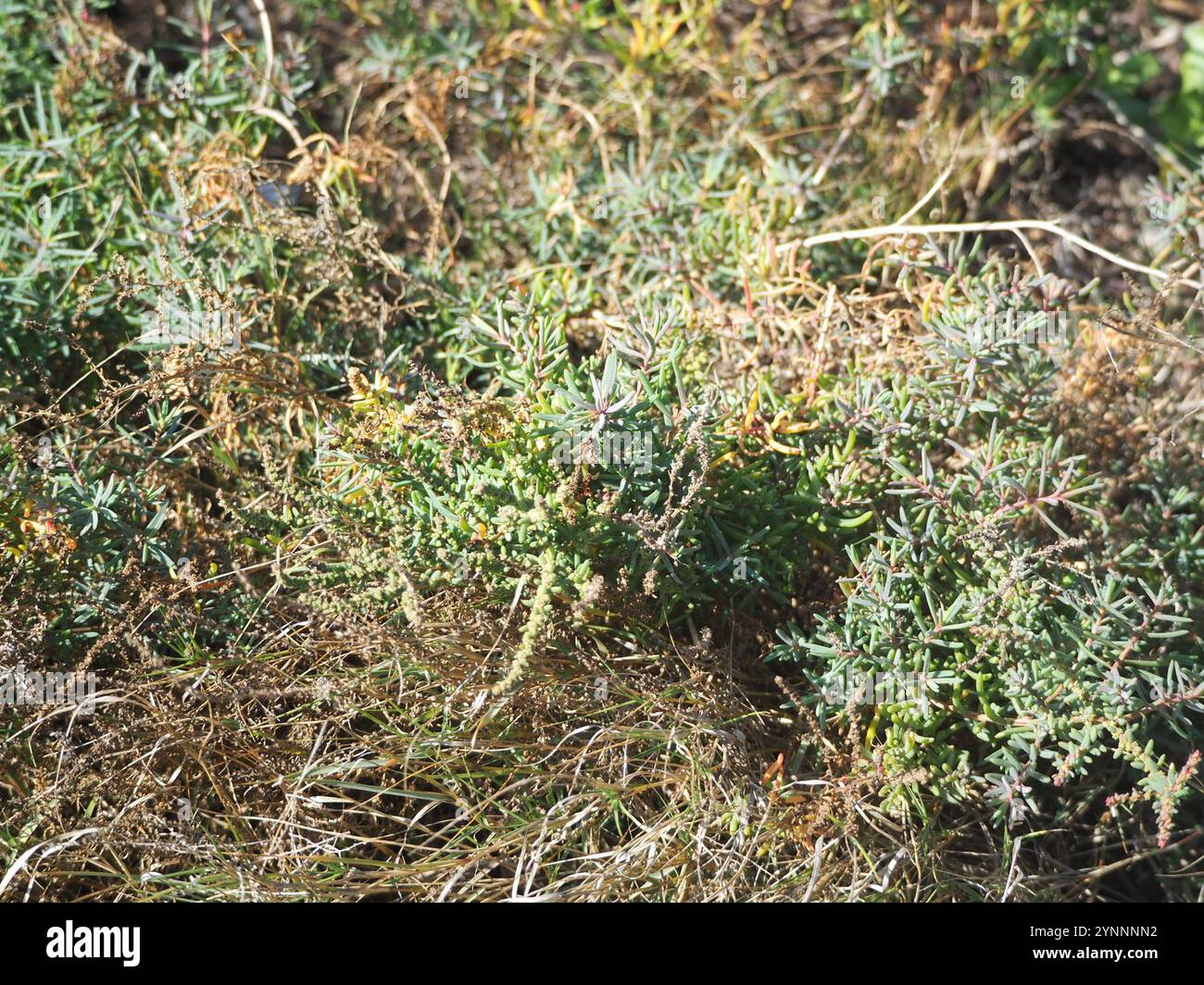 Alghe erbacee (Suaeda maritima) Foto Stock