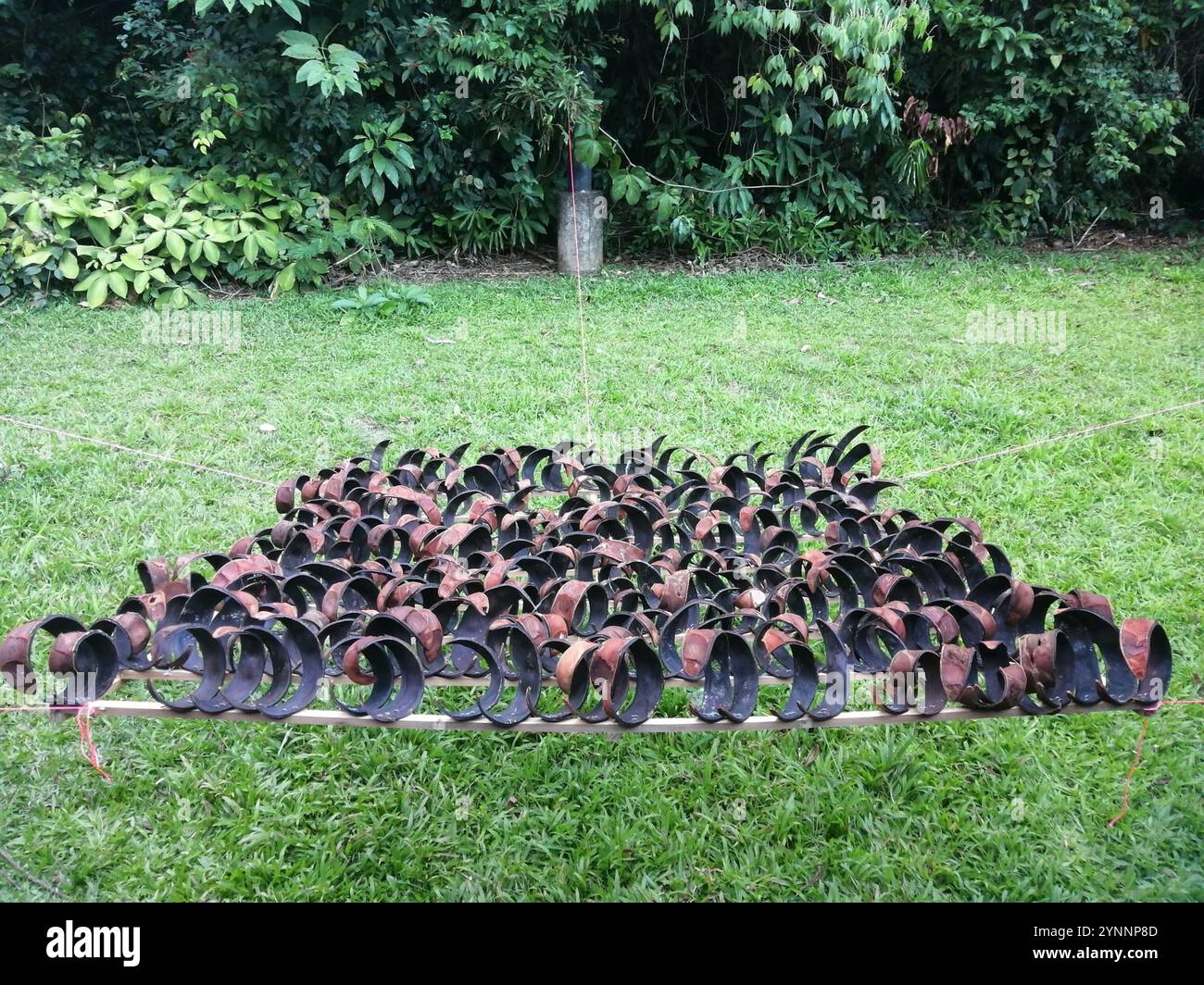 Pracaxi (Pentaclethra macroloba) Foto Stock