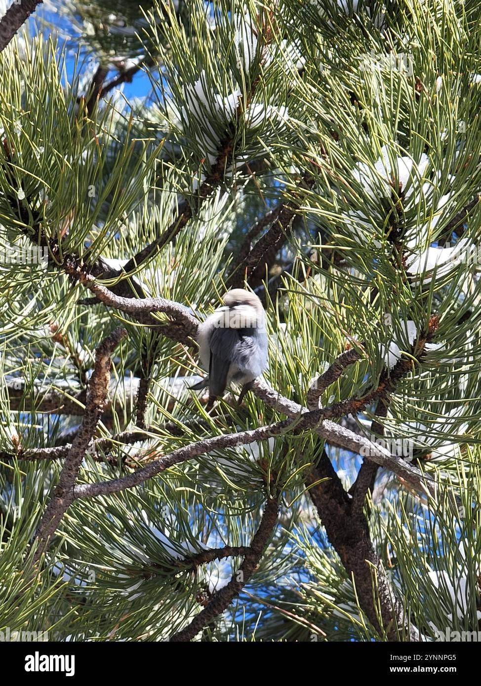 Nuthatch pigmeo (Sitta pygmaea) Foto Stock