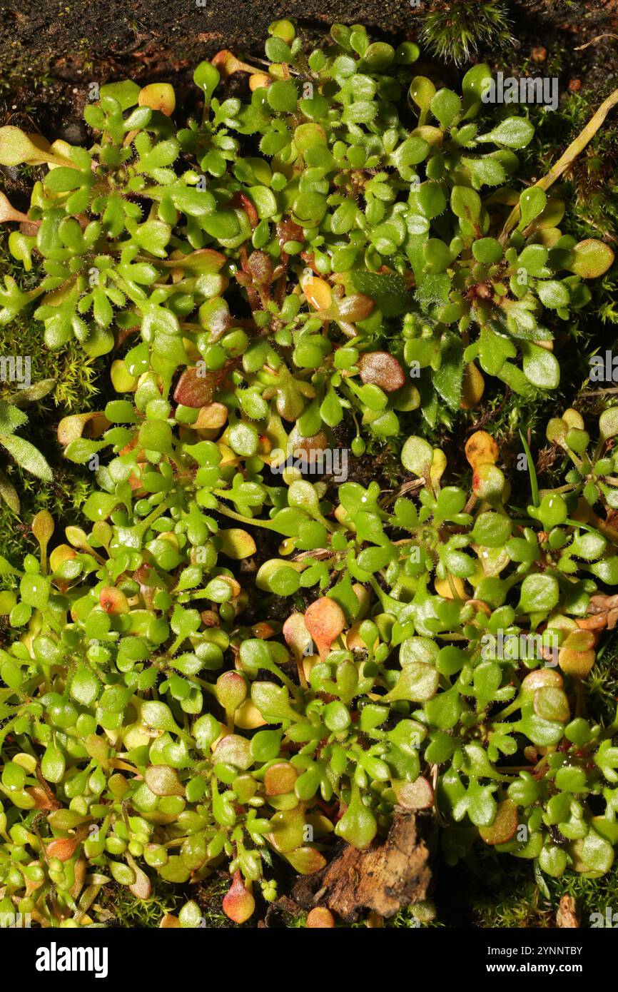 Sassifrage con lievito di rue (Saxifraga tridactylites) Foto Stock