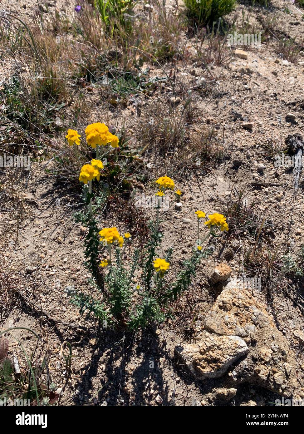 Yarrow d'oro (Eriophyllum confertiflorum) Foto Stock