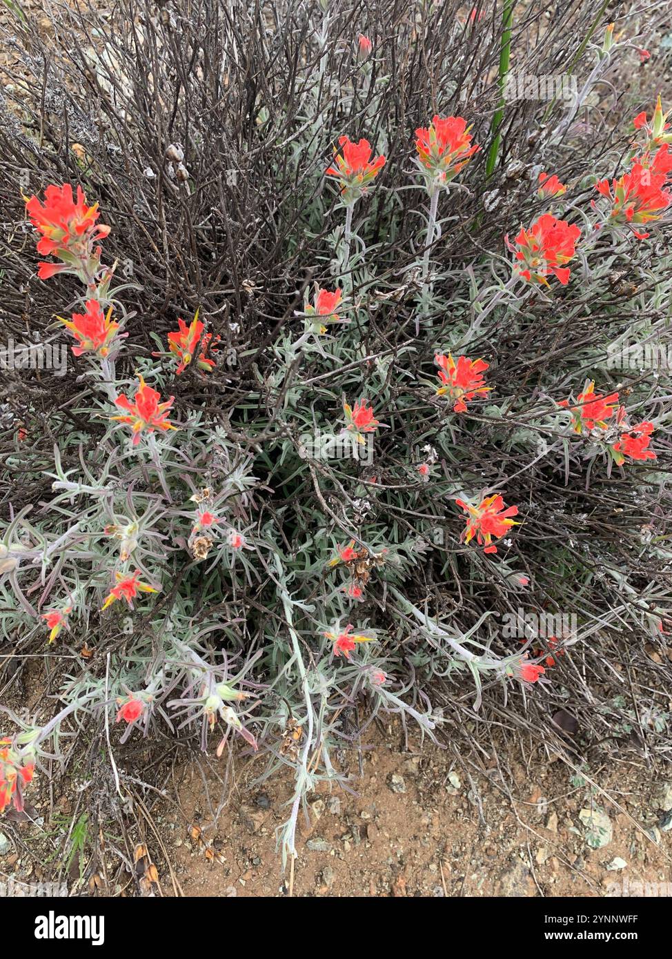 Pennello indiano lanoso (Castilleja foliolosa) Foto Stock