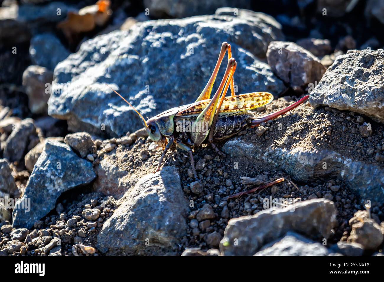 locusta su terreno roccioso Foto Stock