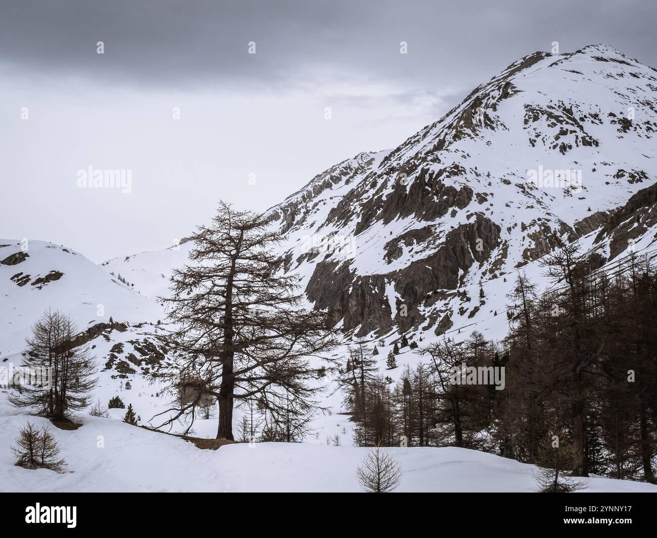 Un albero solitario sorge tra pendii innevati e terreni accidentati nella regione alpina vicino a Brianzone, in Francia. Vette maestose e serene domi selvaggia Foto Stock