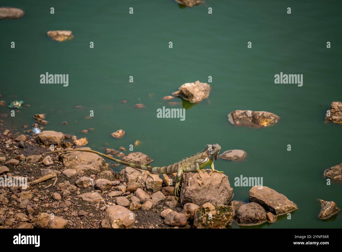 Un'iguana verde (iguana iguana), nota anche come iguana comune sulle rocce in uno stagno lungo l'autostrada Transpantaneira nel nord di Pantanal, Mato grosso Foto Stock
