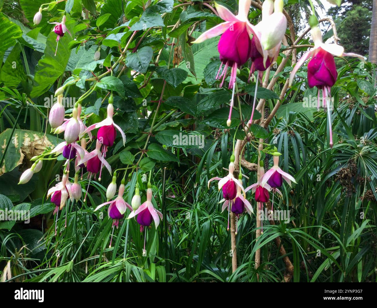 Luminosi fiori fucsia sono appesi graziosamente in un lussureggiante giardino tropicale. Il verde vegetale circonda le delicate fioriture, mostrando i colori vivaci della natura Foto Stock
