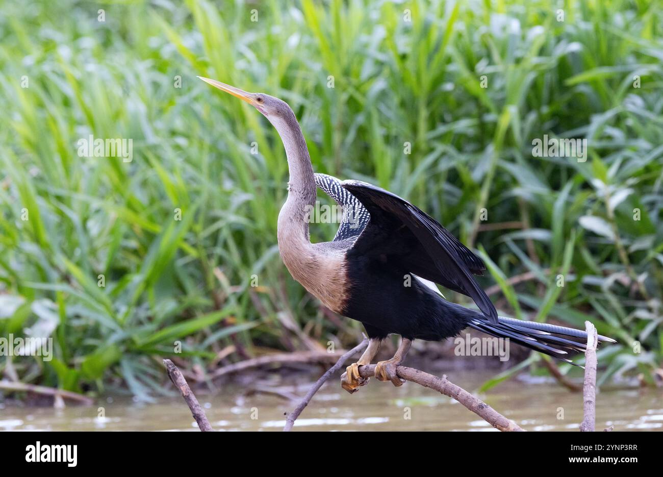 Uccello Pantanal - uccello Anhinga adulta femmina, Anhinga anhinga, o Darter sudamericano, arroccato da un fiume, il Pantanal, Brasile Sud America Foto Stock