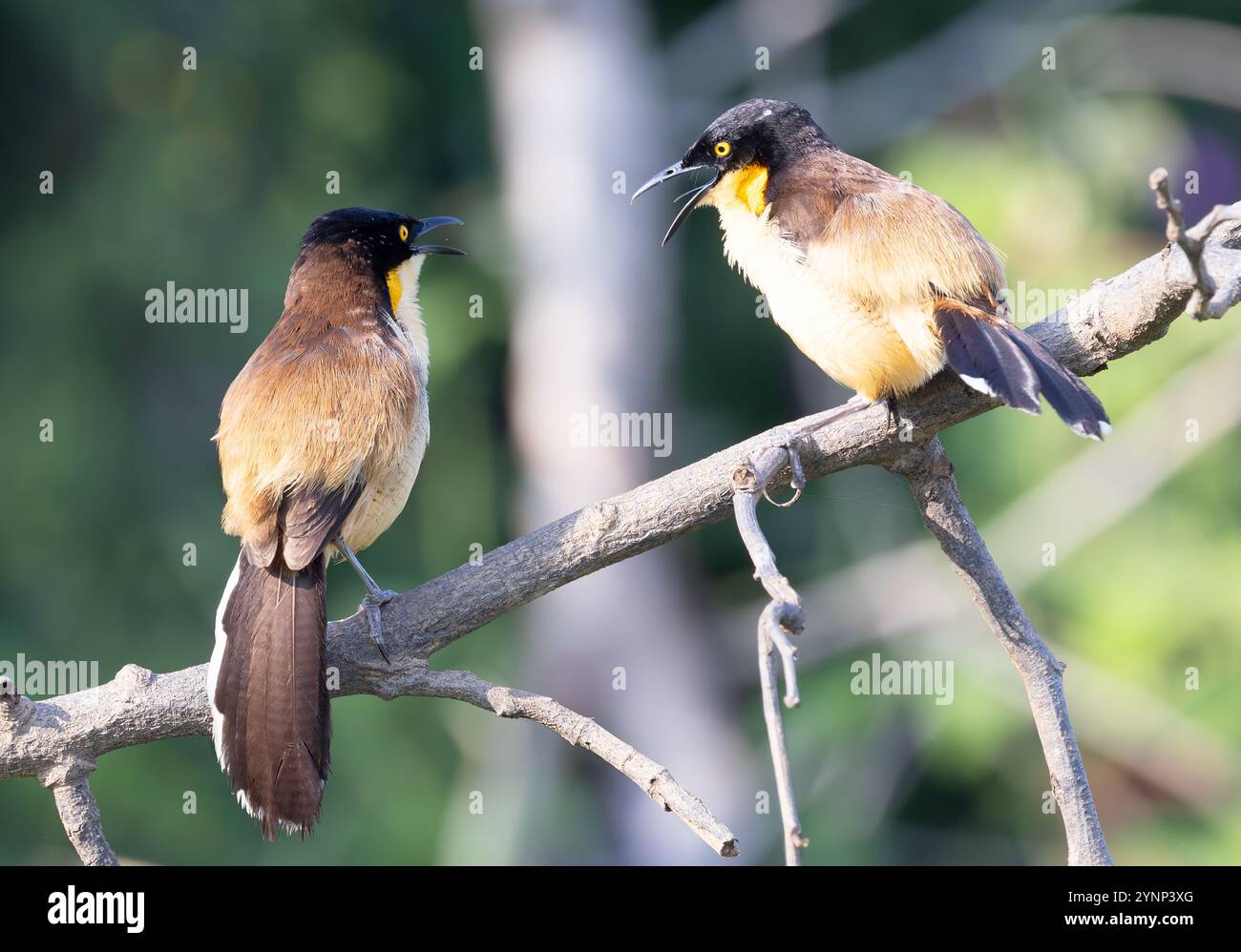 Coppia di Donacobius dal tetto nero, Donacobius atricapilla, appollaiato su un ramo, fauna selvatica del Pantanal, Brasile Sud America; uccelli selvatici. Foto Stock