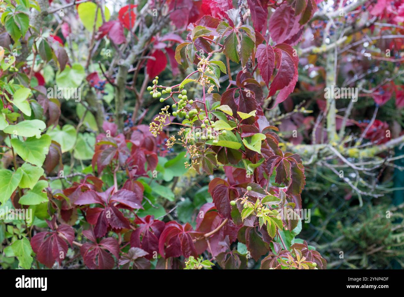 Primo piano del fogliame rosso e dei frutti della Virginia Creeper in autunno Foto Stock