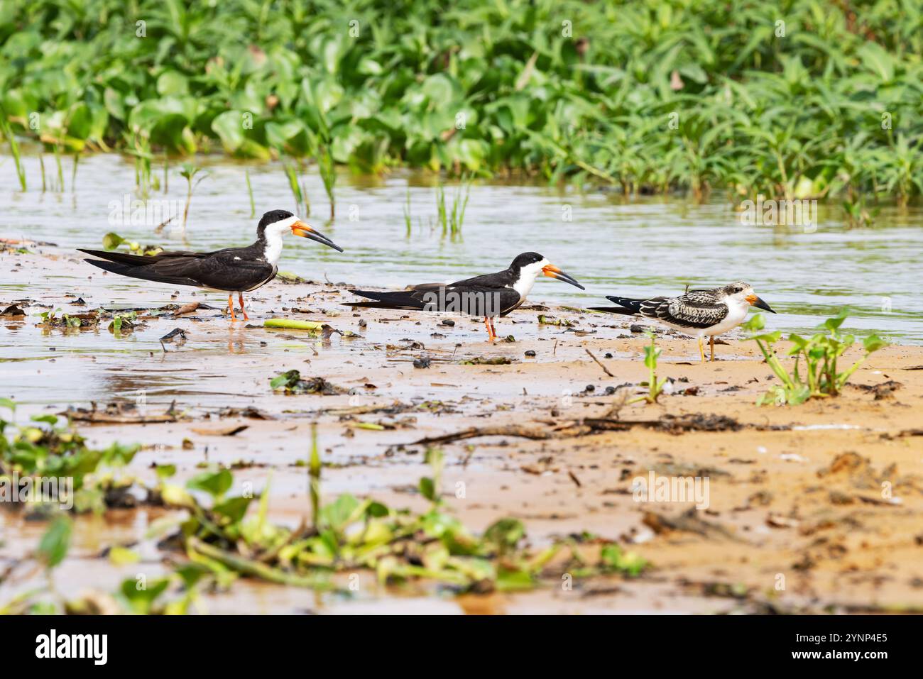 Black Skimmer, Rynchops niger, due adulti e un giovane a terra, fauna selvatica del Pantanal, Mato grosso, Brasile Sud America; uccelli selvatici. Foto Stock