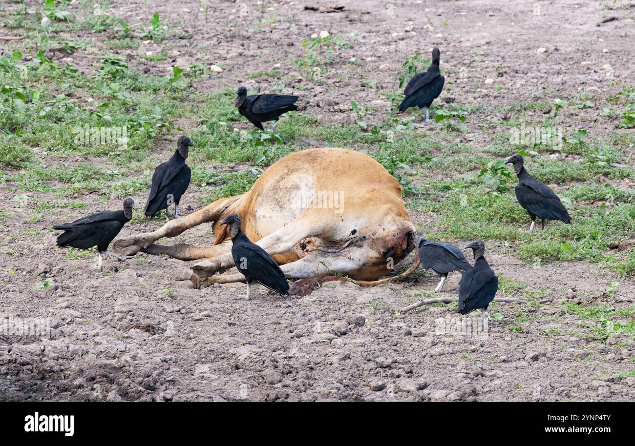 Avvoltoi intorno a un animale morto; avvoltoio nero, Coragyps atratus che si nutre di una mucca morta; fauna selvatica Pantanal, Brasile Sud America. Uccello selvatico. Foto Stock