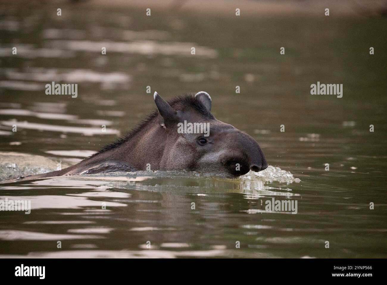 Un tapir sta sfuggendo a un attacco di giaguaro nuotando nel fiume, un affluente del fiume Cuiaba vicino a Porto Jofre nel nord di Pantanal, Mato grosso p Foto Stock