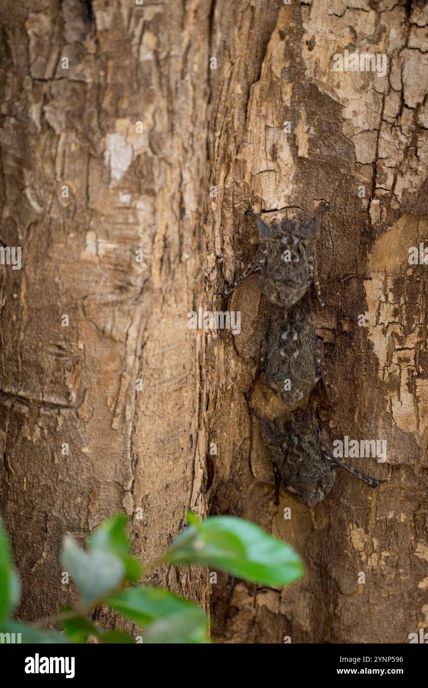Pipistrelli Proboscis (Rhynchonycteris naso) o pipistrelli Proboscis a naso lungo su un tronco d'albero lungo un affluente del fiume Cuiaba vicino a Porto Jofre a nord Foto Stock