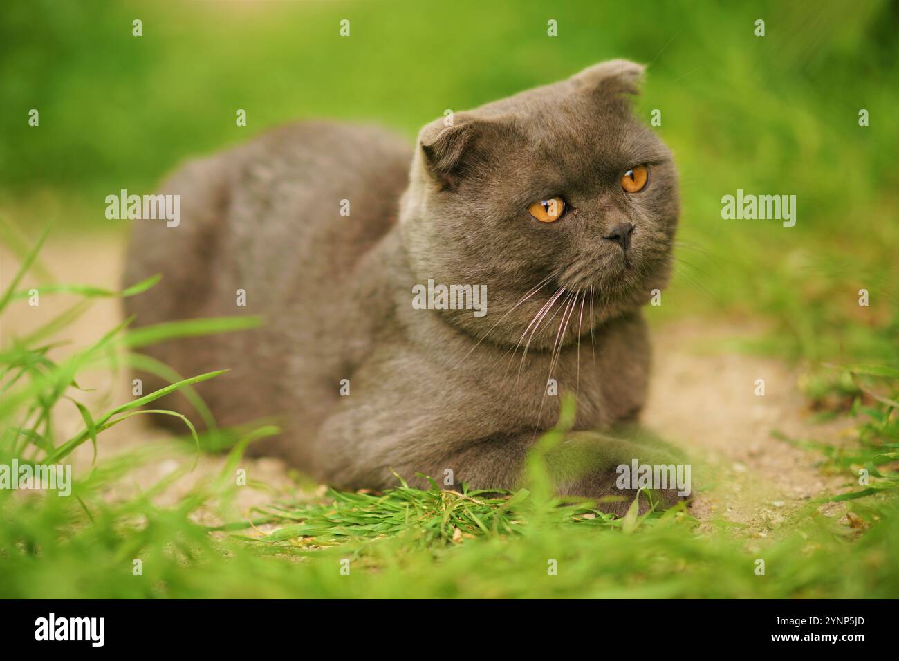 Gatto grigio Scottish Fold razza ritratto in giardino. Foto Stock