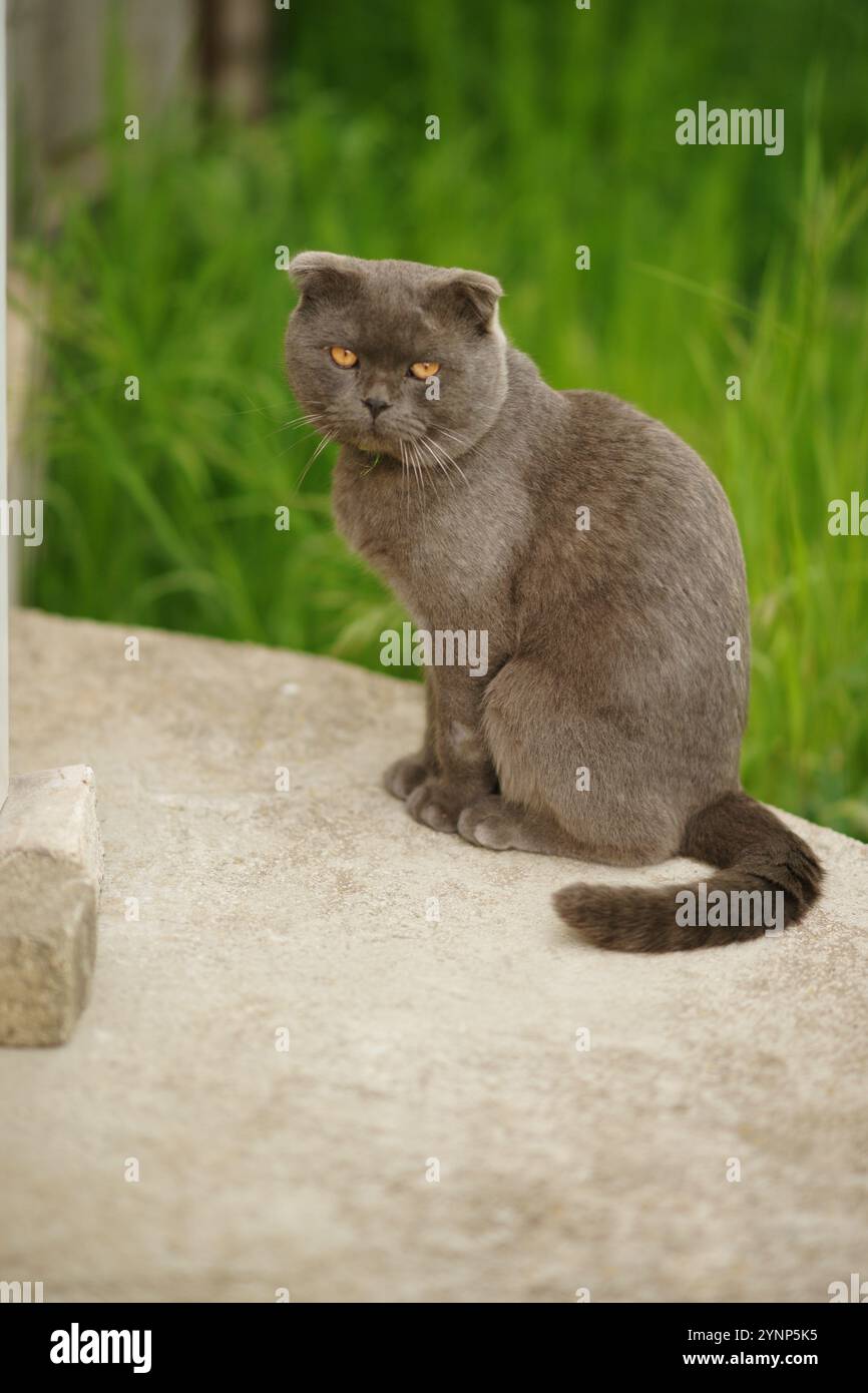 Gatto grigio Scottish Fold razza ritratto in giardino. Foto Stock