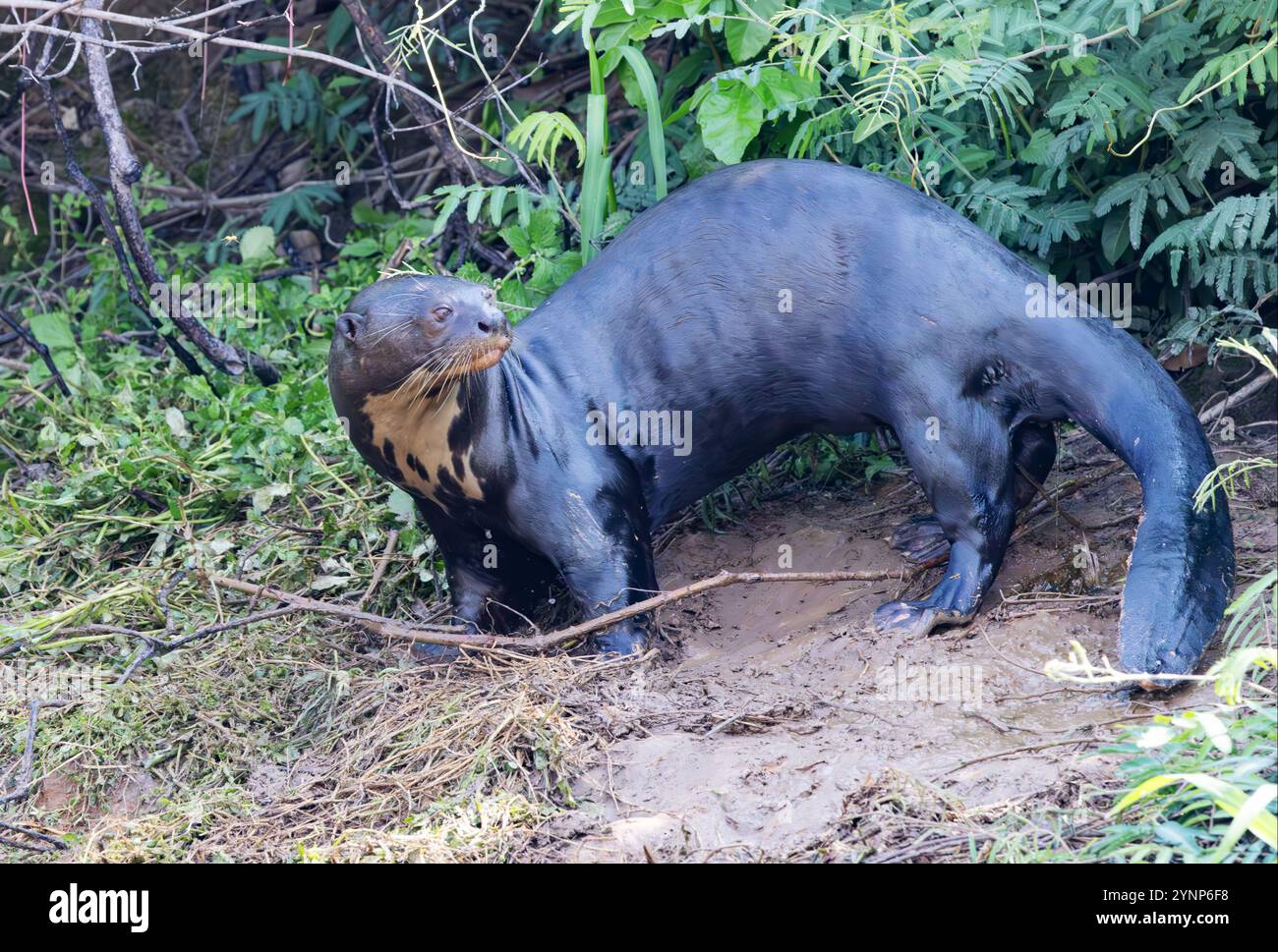 Giant River Otter, Pteronura brasiliensis, che cammina su un terreno usato come latrina. La più grande della famiglia Weasel, la fauna selvatica in pericolo di estinzione; il Pantanal, Brasile Foto Stock
