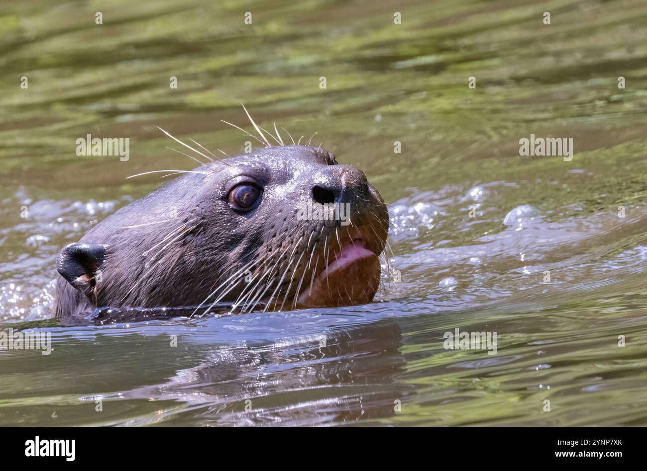 Una lontra di Gigante, Pteronura brasiliensis, nuoto per adulti, specie minacciate di estinzione, zone umide del Pantanal, Pantanal, Brasile, Sud America Foto Stock