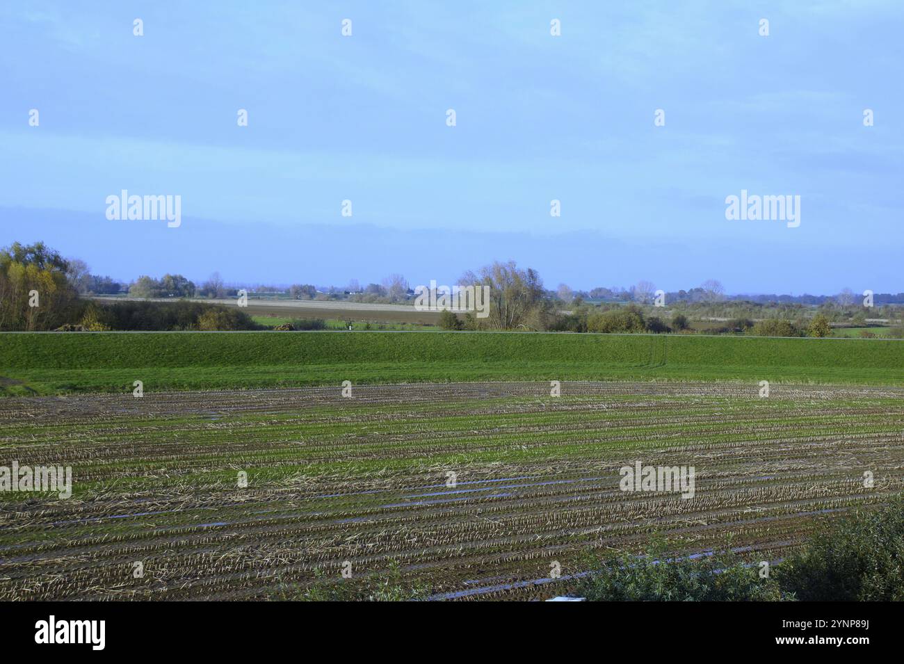 Sony SLT-A33 Foto Stock