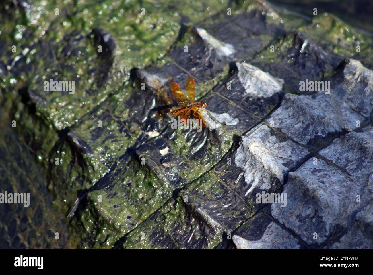 Dragonfly sul retro di un alligatore Foto Stock