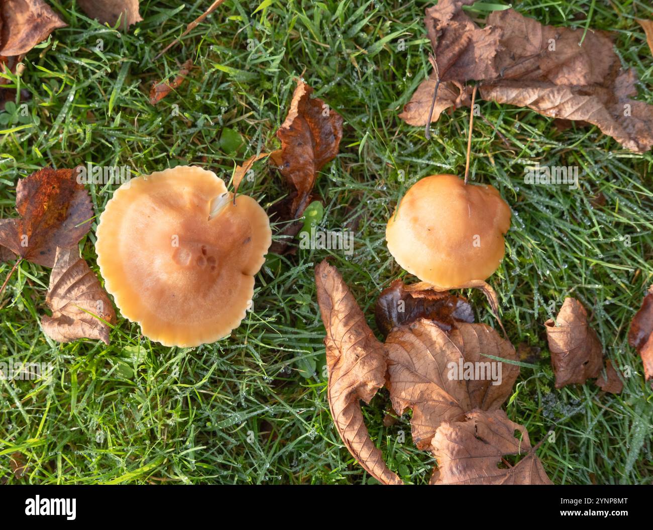 Guardando verso il basso i funghi gialli che si trovano nell'habitat di erba umida e boschi, tardo autunno, Dumfries e Galloway, nel sud-ovest della Scozia. Foto Stock