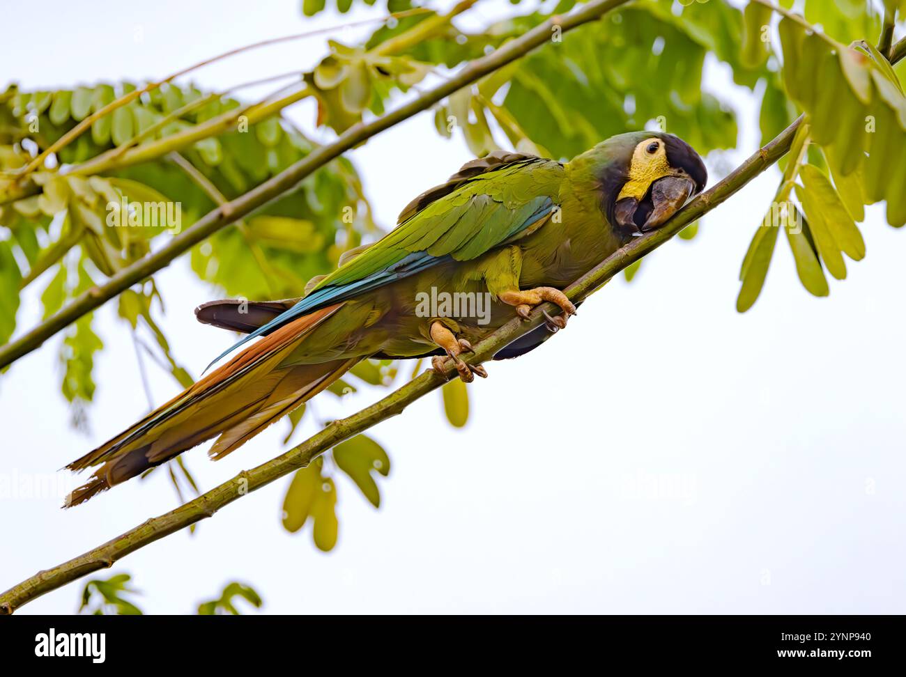 Golden Collared Macaw, Primolius auricollis; nella foresta pluviale; Pantanal Birds and Wildlife; Pantanal, Brasile Sud America. Un'argilla. Foto Stock