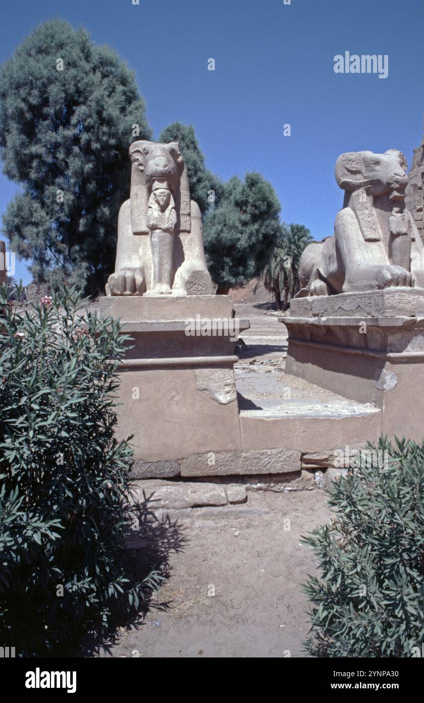 Viale RAM Sphinx, Tempio di Karnak, Luxor, Valle del Nilo, Egitto, settembre 1989, vintage, retrò, vecchio, storico, Africa Foto Stock