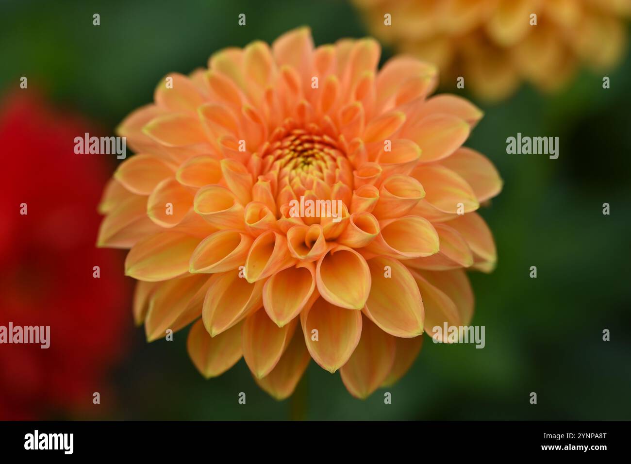 Fiori d'autunno arancioni di palla dahlia Sylvia UK Garden ottobre Foto Stock