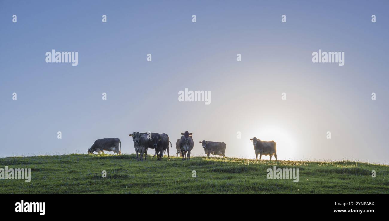 Allgaeuer Braunvieh, razza bovina domestica (Bos primigenius taurus), su un pascolo nei pressi di Fuessen, Alpi Allgaeuer, Allgaeu, Baviera, Germania, Europa Foto Stock