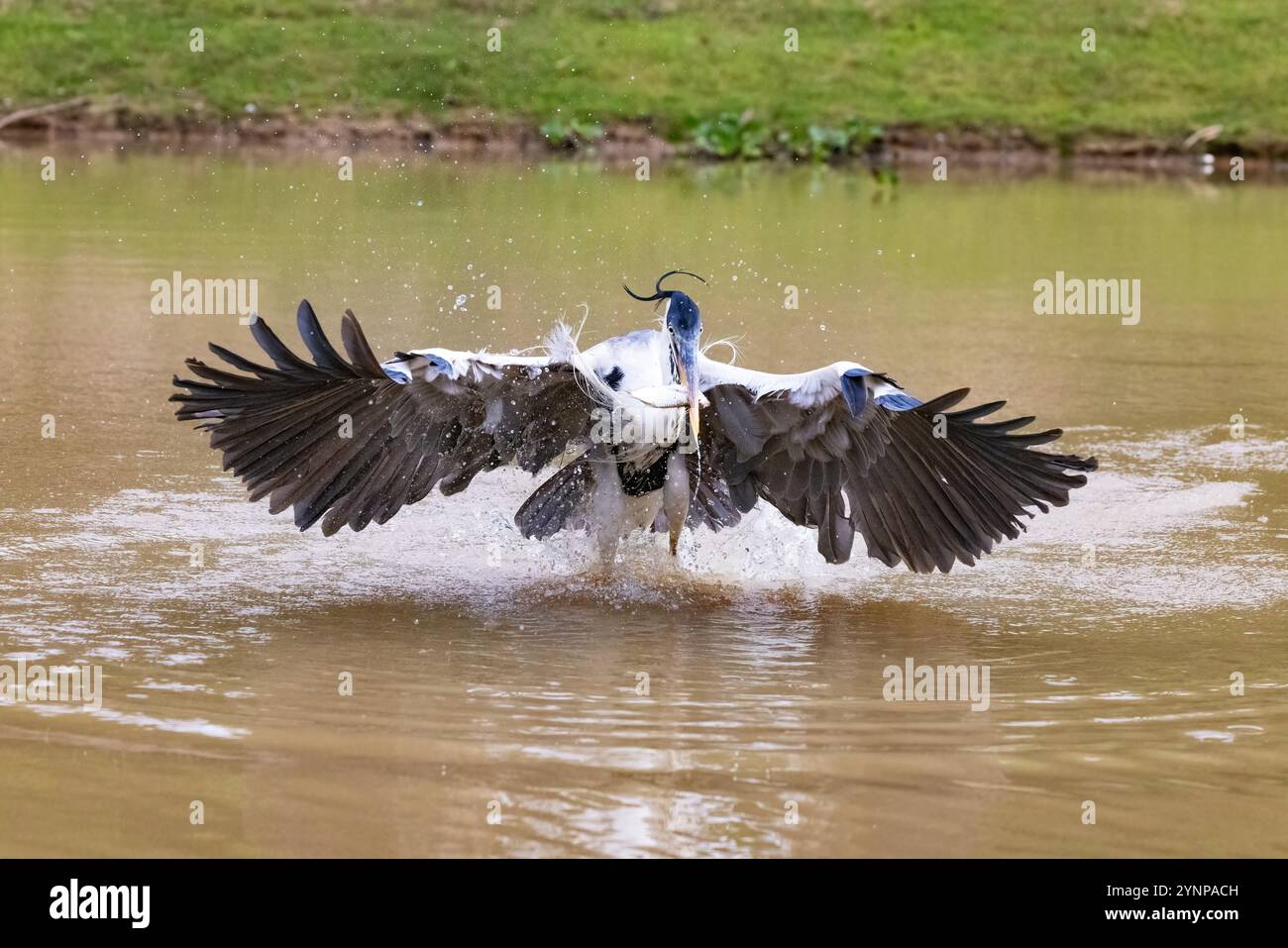 Pesca di Heron. Cocoi Heron, Ardea Cocoi, pesca di pesci in un fiume; le zone umide di Pantanal, Pantanal Brasile Sud America. Uccello Pantanal e fauna selvatica Foto Stock