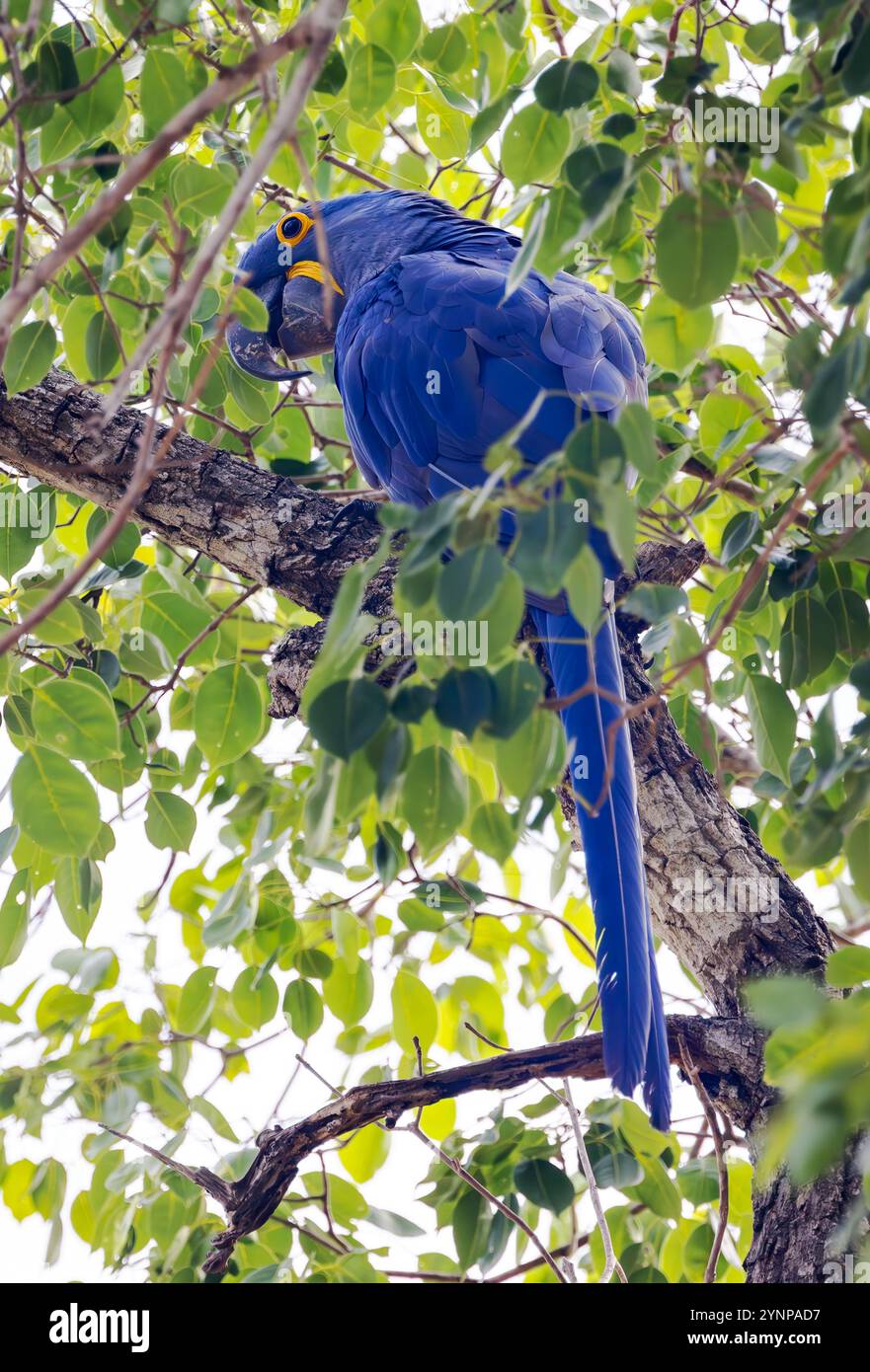 Hyacinth Macaw, Anodorhynchus hyacinthinus, o Hyacinthine Macaw, in natura; una specie a rischio di estinzione di pappagallo; Pantanal, Brasile, Sud America Foto Stock