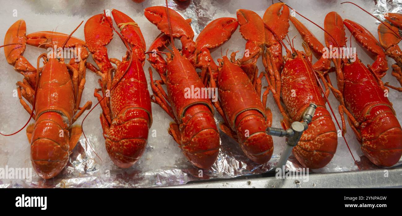 Fila di aragoste rosse presentate sul ghiaccio, mercato del pesce, Trouville-sur-Mer, Trouville, Normandia, Francia, Europa Foto Stock