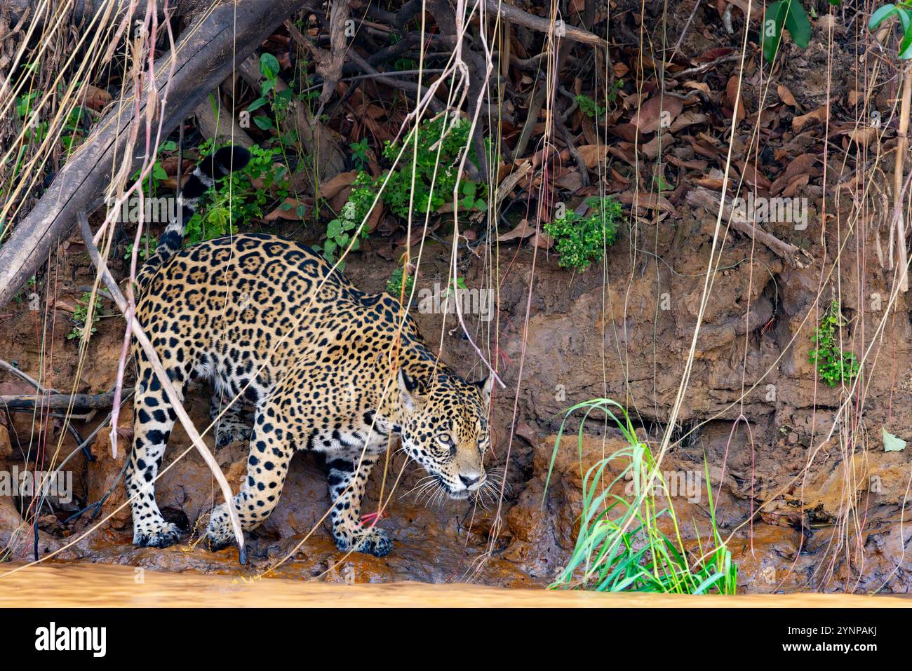 Gatto Jaguar, Panthera Onca - un giaguaro selvaggio che caccia sulla riva del fiume nel Pantanal Brasile Sud America. Grande gatto tropicale e predatore di apice. Foto Stock