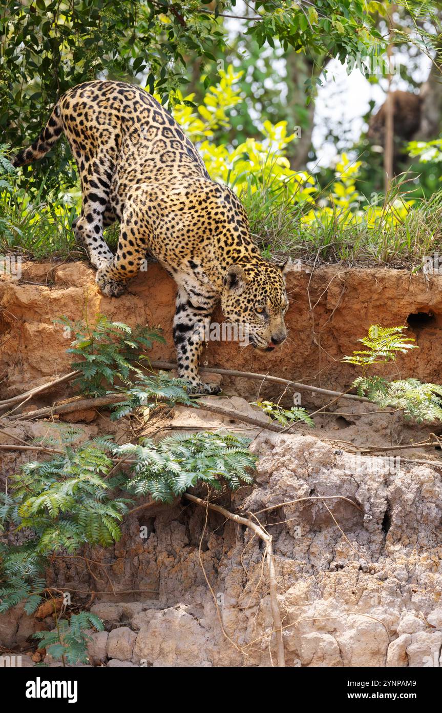 Animale giaguaro, Panthera Onca - un giaguaro selvaggio che caccia sulla riva del fiume nel Pantanal Brasile Sud America. Grande gatto tropicale e predatore di apice. Foto Stock