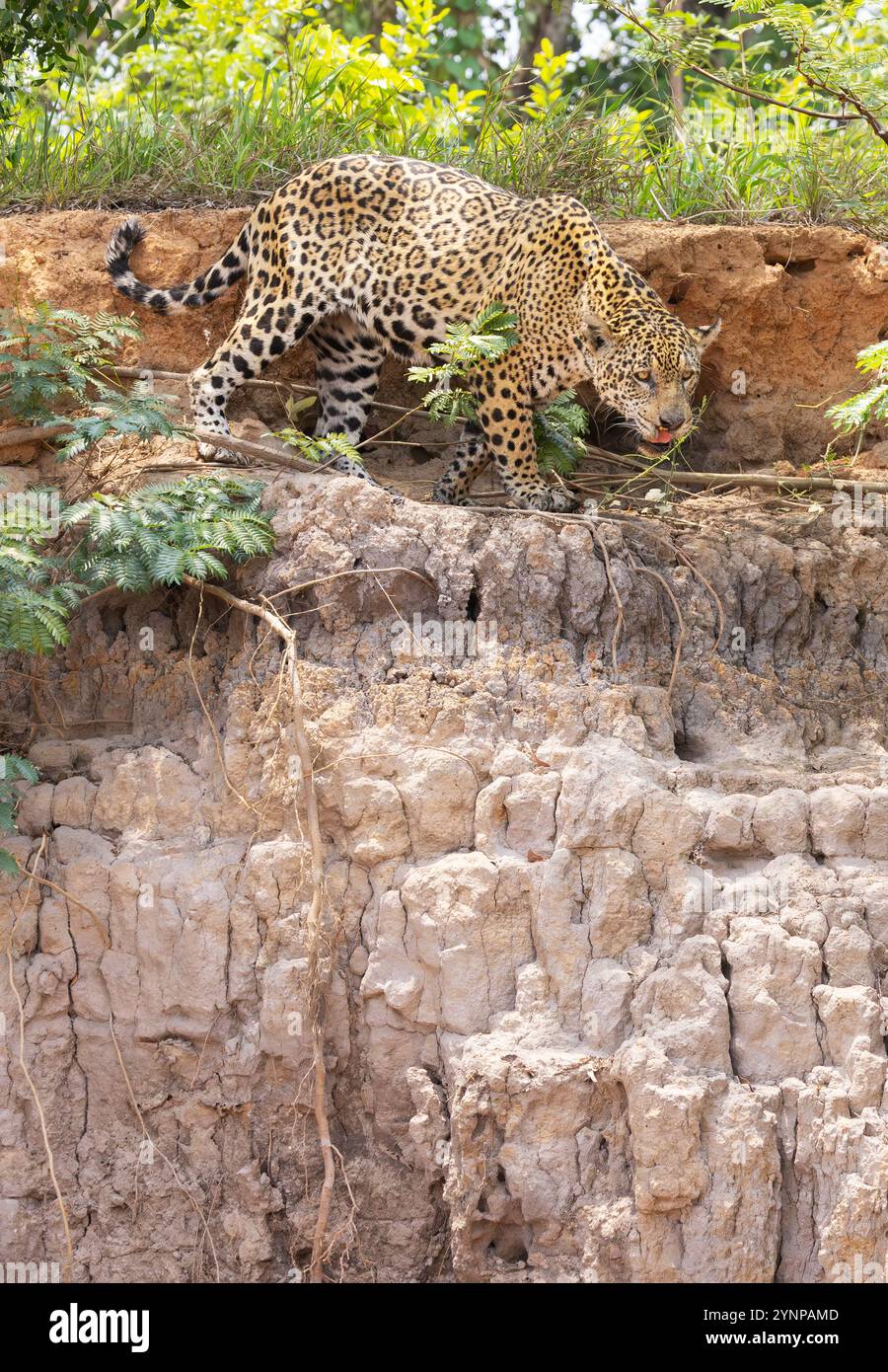 Gatto Jaguar, Panthera Onca - un giaguaro selvaggio che caccia sulla riva del fiume nel Pantanal Brasile Sud America. Grande gatto tropicale e predatore di apice. Foto Stock