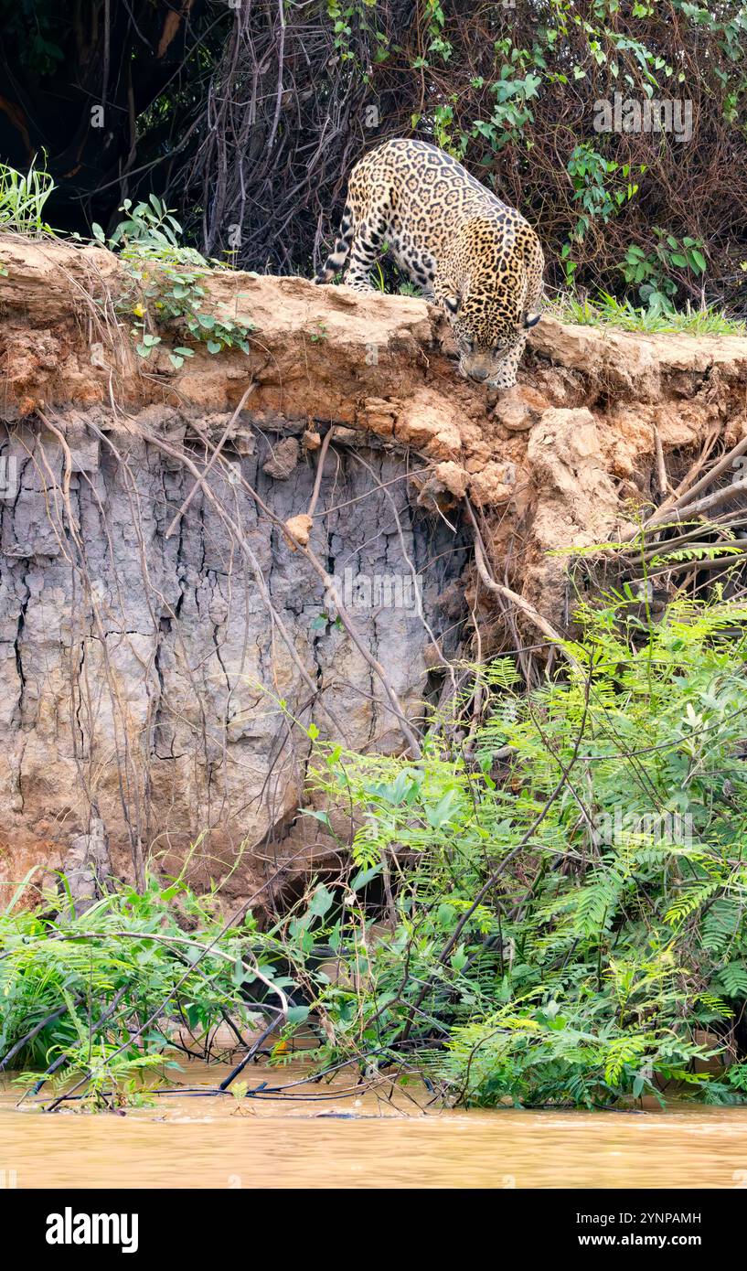 Animale giaguaro, Panthera Onca - un giaguaro selvaggio che caccia sulla riva del fiume nel Pantanal Brasile Sud America. Grande gatto tropicale e predatore di apice. Foto Stock