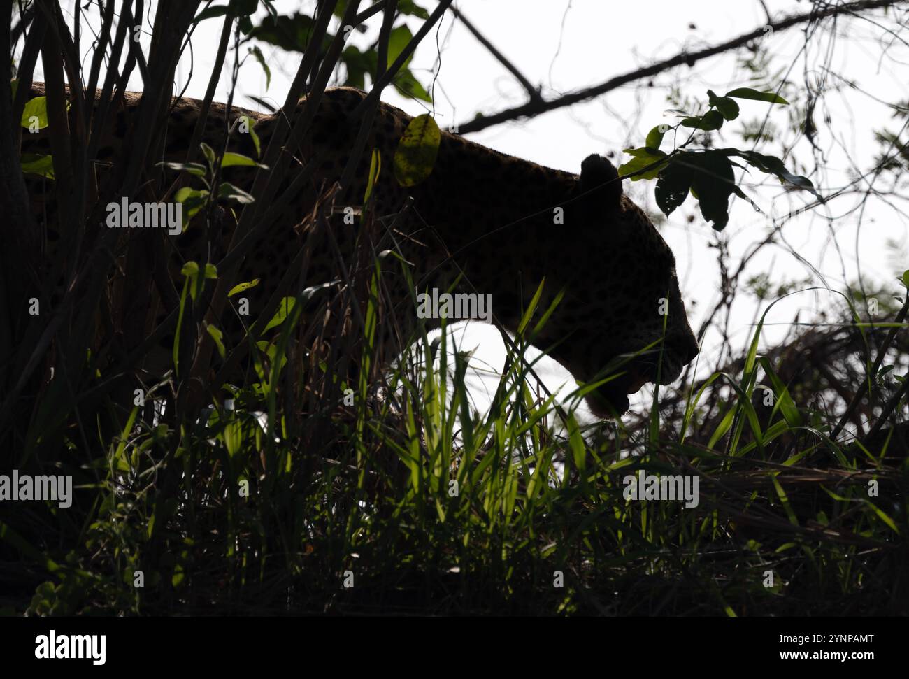 Animale Jaguar, Panthera Onca; una silhouette di giaguaro nella foresta di caccia a Pantanal, Brasile, Sud America. concetto stealth e predatore della natura Foto Stock